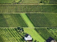 D, Rheinland-Pfalz, Wintrich 9, Saxifraga-Foto Fitis-Sytske Dijksen