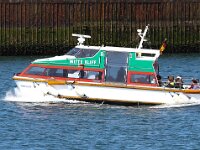 D, Schleswig-Holstein, Helgoland, Witte Kliff 1, Saxifraga-Bart Vastenhouw