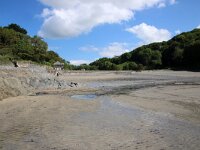 GB, Cornwall, Fowey, Polridmouth Beach 1, Saxifraga-Foto Fitis- Sytske Dijksen