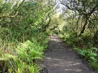 GB, Cornwall, Helston, SW Coastpath, Penrose 1, Saxifraga-Foto Fitis-Sytske Dijksen