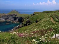 GB, Cornwall, Padstow, SW Coastpath, Doyden Point 3, Saxifraga-Foto Fitis-Sytske Dijksen