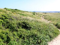 GB, Cornwall, Padstow, SW Coastpath, Doyden Point 4, Saxifraga-Foto Fitis-Sytske Dijksen