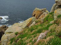 GB, Cornwall, Penzance, SW Coastpath, Sennen Cove-Pendeen, Aire Point 1, Saxifraga-Foto Fitis-Sytske Dijksen