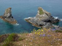 GB, Cornwall, Perranporth, SW Coastpath, Trevaunance Cave 1, Saxifraga-Foto Fitis-Sytske Dijksen