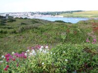 GB, Cornwall, Polzeath 11, Saxifraga-Foto Fitis- Sytske Dijksen