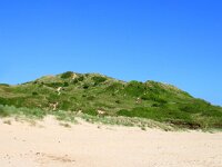 GB, Cornwall, Polzeath 5, Saxifraga-Foto Fitis- Sytske Dijksen