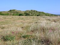 GB, Cornwall, Polzeath 7, Saxifraga-Foto Fitis- Sytske Dijksen