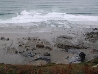 GB, Cornwall, Tintagel, SW Coast Path, Tregardock 1, Saxifraga-Foto Fitis-Sytske Dijksen