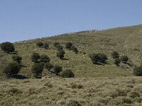 GR, Lassithi, Oropedio Lasithiou, Kiminaki 2, Saxifraga-Willem van Kruijsbergen