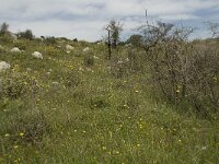 GR, Rethimnon, Agois Vasileios, Koxare 10, Saxifraga-Willem van Kruijsbergen