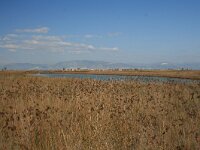 GR, Rodopi, Lasmos, Nestos Delta 11, Saxifraga-Dirk Hilbers