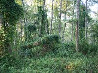 GR, Rodopi, Lasmos, Nestos Delta 56, Saxifraga-Dirk Hilbers