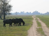 GR, Serres, Sindiki, Limni Kerkini 9, Saxifraga-Dirk Hilbers