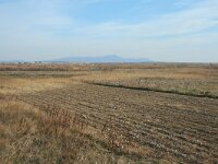 GR, Xanthi, Abdera, Porto Lagos 35, Saxifraga-Dirk Hilbers