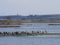 GR, Xanthi, Abdera, Porto Lagos 4, Saxifraga-Dirk Hilbers