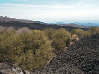 I, Catania, Nicolosi, Etna 4, Saxifraga-Hans Dekker