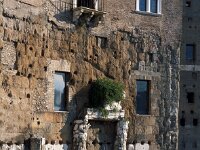 I, Città Metropolitana di Roma Capitale, Roma 5, Saxifraga-Jan van der Straaten