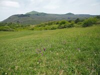 I, Grosseto, Arcidosso 11, Saxifraga-Hans Dekker