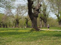 I, Grosseto, Arcidosso 12, Saxifraga-Hans Dekker