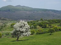 I, Grosseto, Arcidosso 15, Saxifraga-Hans Dekker