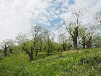 I, Grosseto, Arcidosso 4, Saxifraga-Hans Dekker