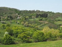 I, Grosseto, Arcidosso 9, Saxifraga-Hans Dekker