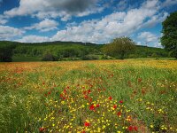 I, Siena, Casole d'Elsa 3, Saxifraga-Hans Dekker