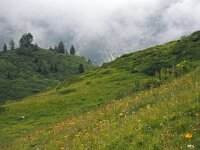 I, Trente, Pinzolo, Groste 2, Saxifraga-Hans Dekker