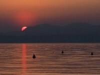 I, Verona, Lazise 17, Saxifraga-Hans Dekker