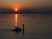 I, Verona, Lazise 7, Saxifraga-Hans Dekker