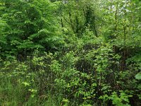 LV, Vidzeme, Sigulda novads, National Park Gauja  1, Saxifraga-Hans Boll