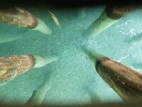 NMK, Ohrid, Bay of Bones 1, Saxifraga-Foto Fitis-Sytske Dijksen