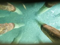 NMK, Ohrid, Bay of Bones 3, Saxifraga-Foto Fitis-Sytske Dijksen