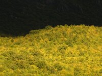 NMK, Ohrid, Galicica 1, Saxifraga-Foto Fitis-Sytske Dijksen