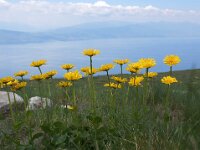 NMK, Ohrid, Galicica 12, Saxifraga-Foto Fitis-Sytske Dijksen