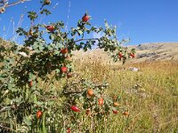 NMK, Ohrid, Galicica 4, Saxifraga-Foto Fitis-Sytske Dijksen
