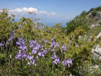 NMK, Ohrid, Galicica 9, Saxifraga-Foto Fitis-Sytske Dijksen