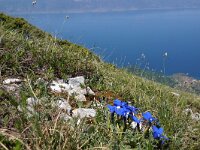 NMK, Ohrid, Galicica, Mt Magaro 1, Saxifraga-Foto Fitis-Sytske Dijksen