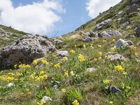 NMK, Ohrid, Galicica, Mt Magaro 6, Saxifraga-Foto Fitis-Sytske Dijksen