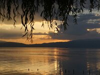 NMK, Ohrid, Pestani 8, Saxifraga-Foto Fitis-Sytske Dijksen