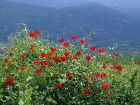 NMK, Ohrid, Sveti Naum 2, Saxifraga-Foto Fitis-Sytske Dijksen