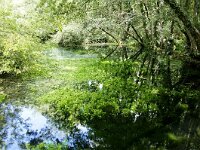 NMK, Ohrid, Sveti Naum 3, Saxifraga-Foto Fitis-Sytske Dijksen