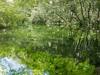 NMK, Ohrid, Sveti Naum 4, Saxifraga-Foto Fitis-Sytske Dijksen