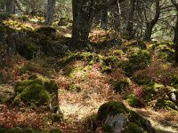 NMK, Resen, Galicica, Golem Grad 2, Saxifraga-Foto Fitis-Sytske Dijksen