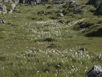 N, Finnmark, Nordkapp, Gjesvaer 12, Saxifraga-Willem van Kruijsbergen