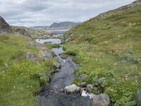 N, Finnmark, Nordkapp, Gjesvaer 21, Saxifraga-Willem van Kruijsbergen