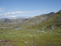 N, Finnmark, Nordkapp, Gjesvaer 46, Saxifraga-Willem van Kruijsbergen