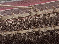 N, Finnmark, Nordkapp, Nordvagen 19, Saxifraga-Willem van Kruijsbergen