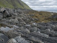 N, Finnmark, Nordkapp, Nordvagen 5, Saxifraga-Willem van Kruijsbergen