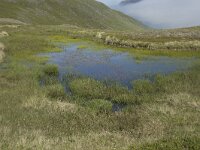 N, Finnmark, Nordkapp, Skarsvag 12, Saxifraga-Willem van Kruijsbergen